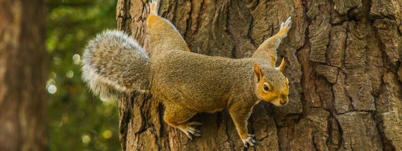 A squirrel climbing a tree serves as a metaphor for strengths and weaknesses