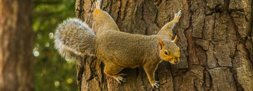 Strengths and Weaknesses: Teaching Squirrels to Fly, aka Ways to Waste Time & Talent