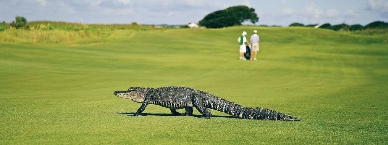 An alligator walks on a golf course with golfers in the background as a humorous metaphor for the often nefarious messages pushed by the retirement industry, encouraging people instead to ask the question should I retire or not